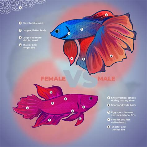 betta breeding chart|male vs female betta fish.